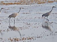 Sandhill Crane Trio